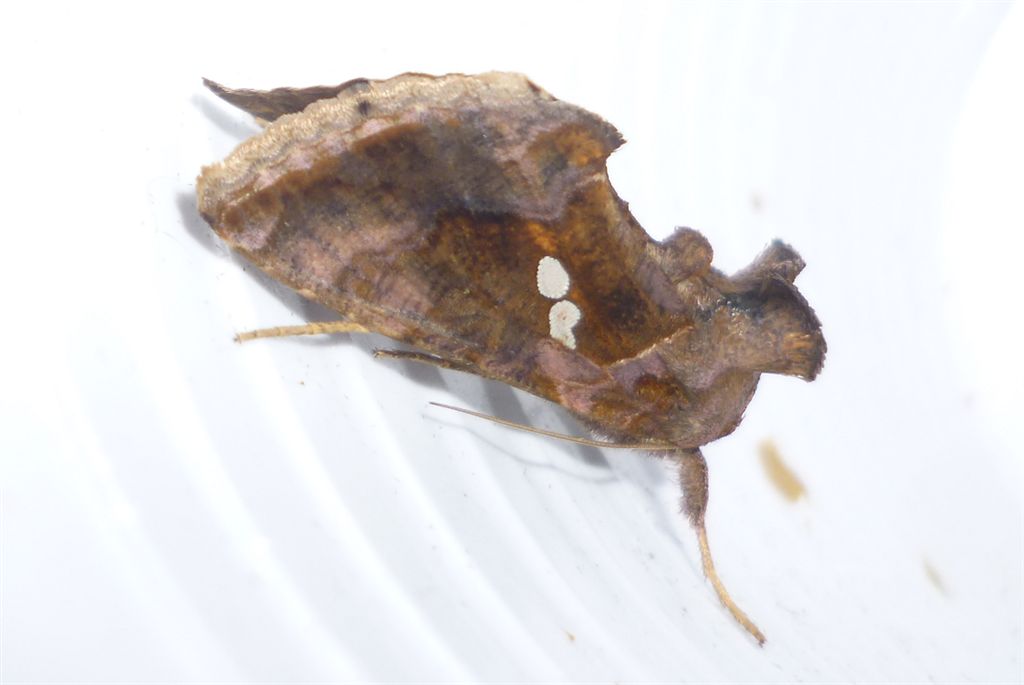 Chrysodeixis chalcites?